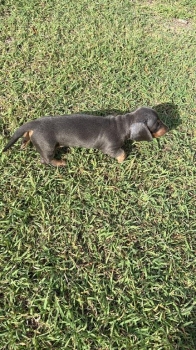 Oferta cachorro salchicha macho ubicado en santo domingo y tiene su va