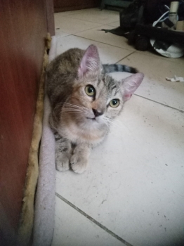 Gatita tabby atigrada cazadora profesional
