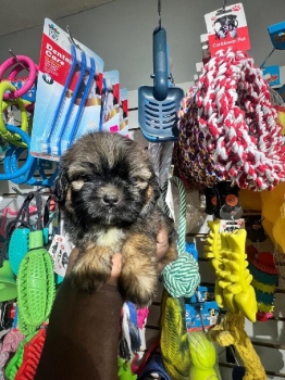 Oferta cachorro shipoo hembra en ubicado en santo domingo y tiene su v