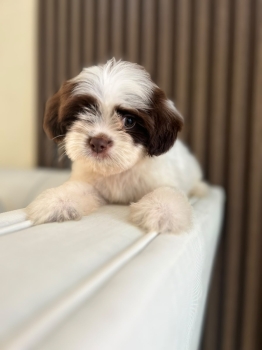 Oferta cachorro shipoo macho en ubicado en santo domingo y tiene su va