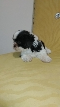 Oferta cachorro shih tzu macho ubicado en santo domingo y tiene su vac
