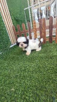Oferta cachorro shih tzu hembra ubicado en santo domingo y tiene su va