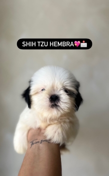 Oferta cachorro shih tzu hembra ubicado en santo domingo y tiene su va