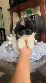 Oferta cachorro shipoo ambos sexo ubicado en santo domingo y tiene su