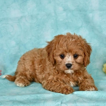 Oferta cachorro cavapoo ambos sexo ubicado en boston y tiene su vacuna