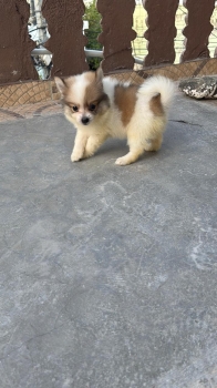 Oferta cachorro pomerania hembra en ubicado en santo domingo y tiene s