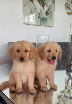 Oferta cachorro golden retriever hembra ubicada en santo domingo y vac