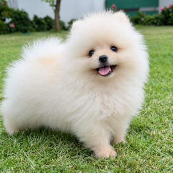 Pomerania macho cara de oso  pedigree  2 vacunas  veas poms