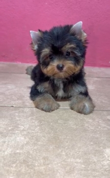 Oferta cachorro yorkie macho ubicado en santo domingo y tiene su vacun