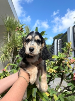 Oferta cachorro cocker spaniel ambos sexo ubicado en santo domingo y t