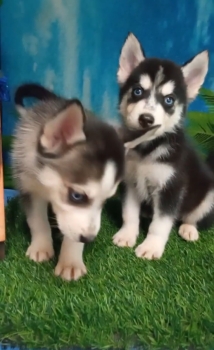 Oferta cachorro husky macho ubicado en santo domingo y tiene su vacuna