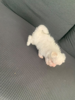 Oferta cachorro maltÉs macho ubicado en santo domingo y tiene su vacun
