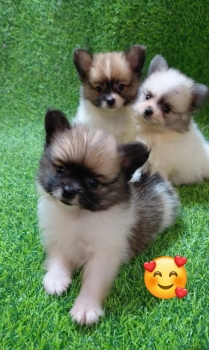 Oferta cachorro pomerania macho ubicado en santo domingo y tiene su va