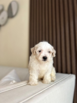 Oferta cachorro maltipoo macho en santo domingo y tiene su vacunas al