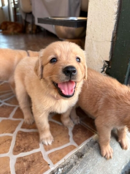 Golden retriver