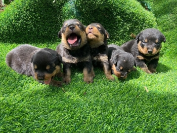 Rottweiler ambos sexo