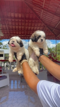 Shitzu  machos