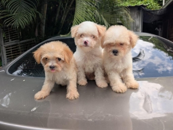 Maltipoo ambos sexos