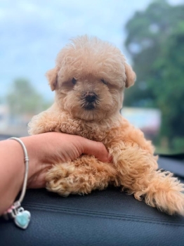 Poodle toy hembra