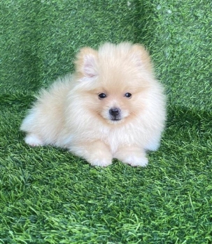 Pomerania hembra
