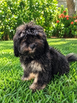 Especial cachorro shipoo macho en ubicado en santo domingo y tiene su