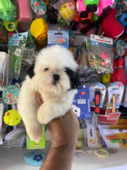 Oferta cachorro shih tzu hembra en ubicado en santo domingo y tiene su