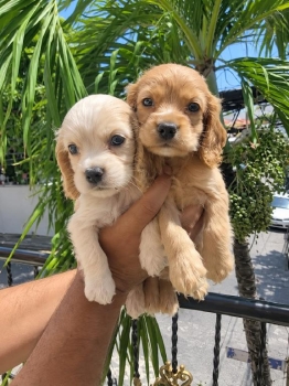 Oferta cachorro cocker spaniel ambos sexo ubicado en santo domingo y t