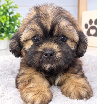 Oferta cachorro shipoo hembra en ubicado en santo domingo y tiene su v