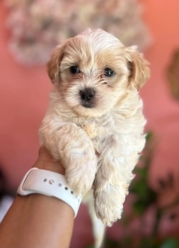 Oferta cachorro maltipoo macho en ubicado en santo domingo y tiene su