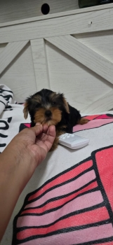 Especial de cachorro yorkie ambos sexo en santo domingo esta ubicado n