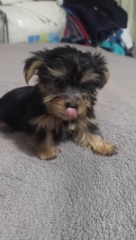 Especial de cachorro yorkie hembra en santo domingo esta ubicado nuest