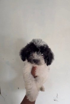 Especial de cachorro maltipoo macho en santo domingo esta ubicado nues