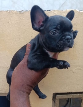 Especial de cachorro bulldog frances macho en santo domingo esta ubica