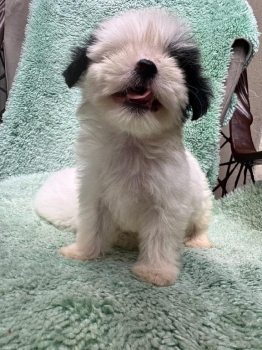 Especial de cachorro shipoo macho en santiago esta ubicado nuestros ca