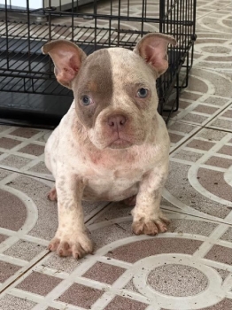 Oferta cachorro american bully pocket hembra ubicado en santo domingo
