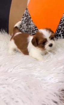 Oferta cachorro shipoo macho ubicado en santo domingo y tiene su vacun