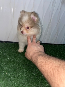 Oferta cachorro pomerania ambos sexo ubicado en santo domingo y tiene