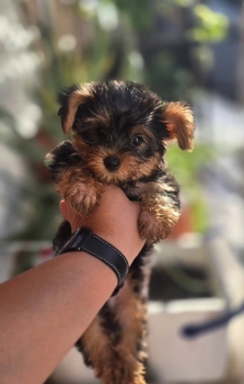 Oferta cachorro yorkie macho ubicado en santo domingo y tiene su vacun