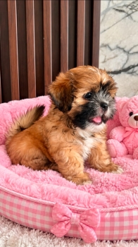 Oferta cachorro shipoo hembra en ubicado en santo domingo y tiene su v