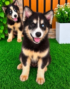 Oferta cachorro husky wooly macho ubicado en santo domingo y tiene su