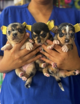 Chihuahua tailandeses exoticos ambos sexos
