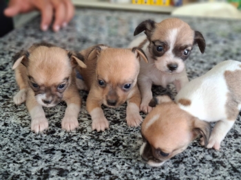 Chihuahua ambos sexos
