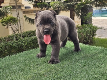 Cane corso con pedigree ambos sexos