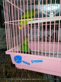 Pareja de agarponis  con su jaula