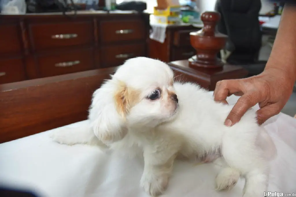 PEKINES PUROS Foto 7141288-2.jpg