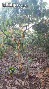 Finca en Guanuma 57 tareas sembrada de cacao y frutales  Foto 7143438-1.jpg