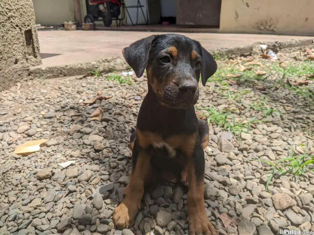 Doberman con pastor alemán 2 meses 849-862-5049 en Bonao Foto 7146398-1.jpg