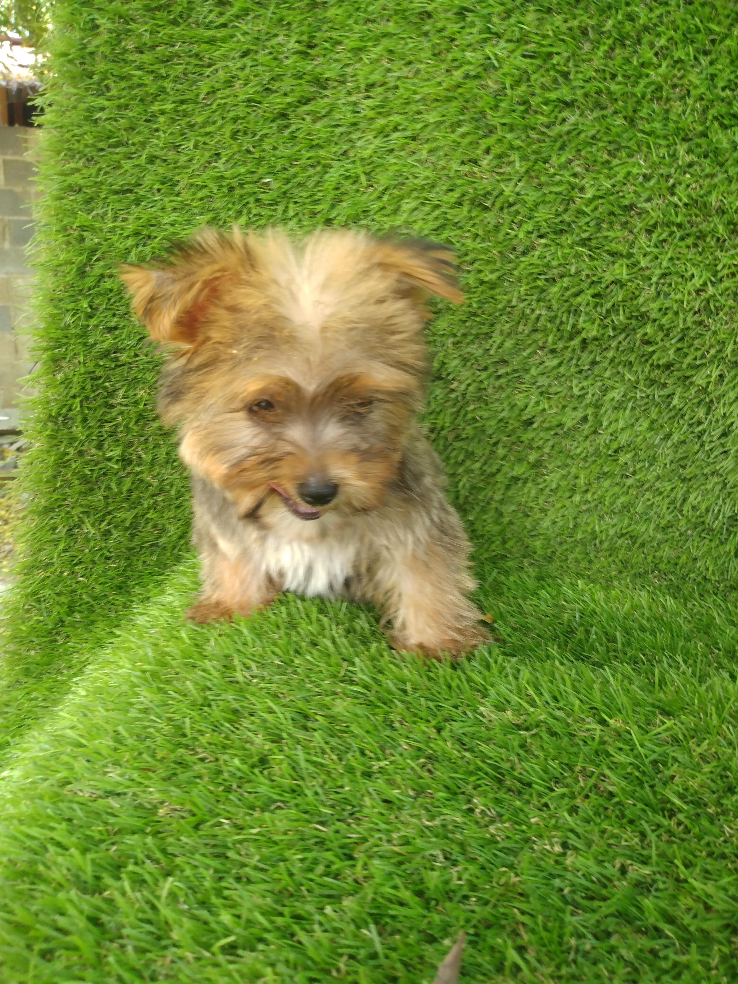 Cachorros Yorkipoo Foto 7150555-4.jpg