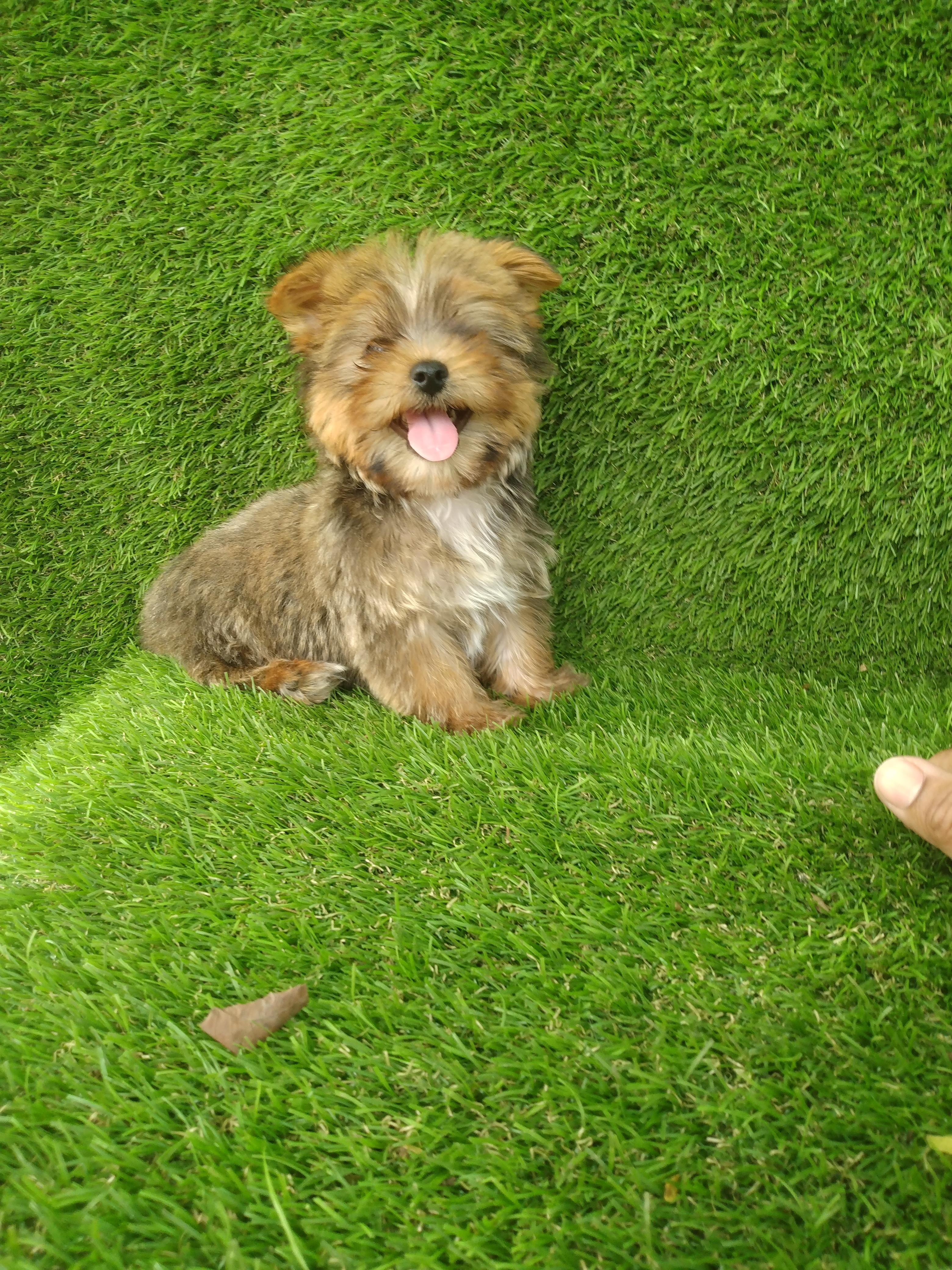 Cachorros Yorkipoo Foto 7150555-6.jpg