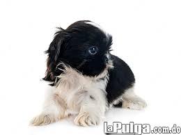 Shihtzu Foto 7152849-1.jpg